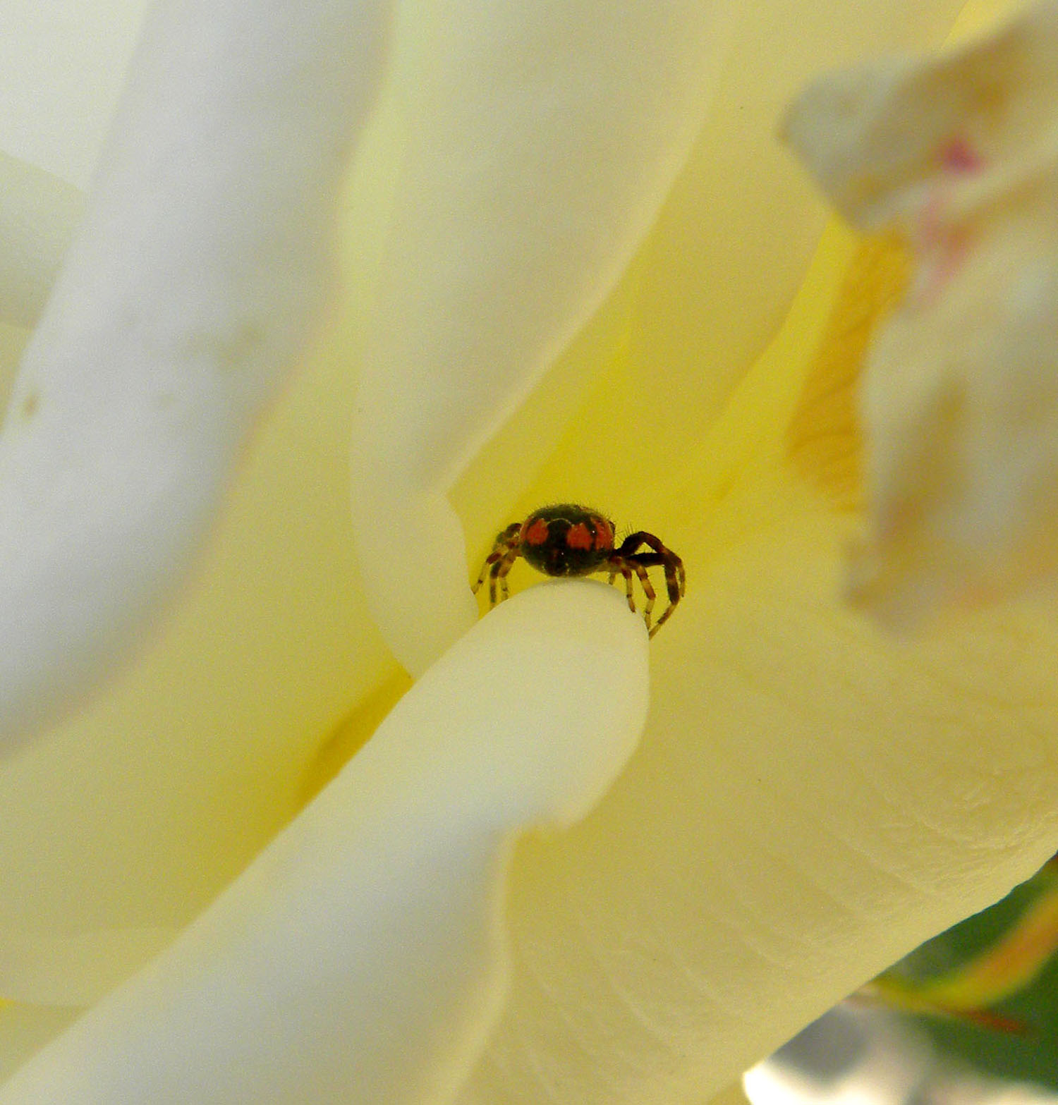 Philodromus sp.  e Synema globosum - Reggio Calabria